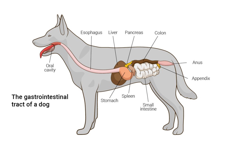 Calibra-VD-web-pict-gastro